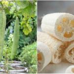 সুন্নতী ধুন্দলের ছোবড়া (লুফা স্পঞ্জ)