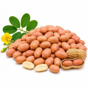 চিনাবাদাম – Peanut